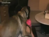 Pet Sex - Slut wishes her dog to fuck her